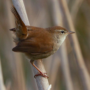 Cetti's Warbler